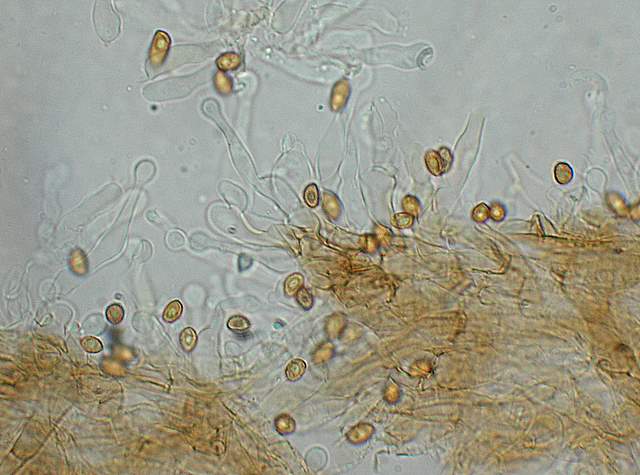 Galerina subexcentrica  spec.nov.